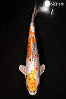 13.25" KIN KIKOKURYU