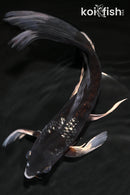 9.75" GINRIN OCHIBA SHIGURE BUTTERFLY