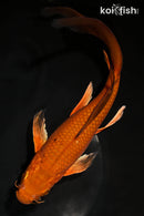 9.25" CHAGOI BUTTERFLY