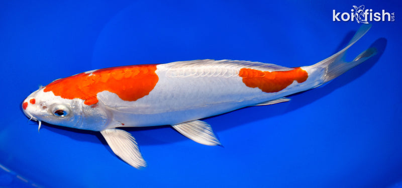 10.75" KIKUSUI