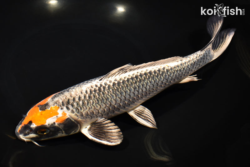 11" BENI GINGA
