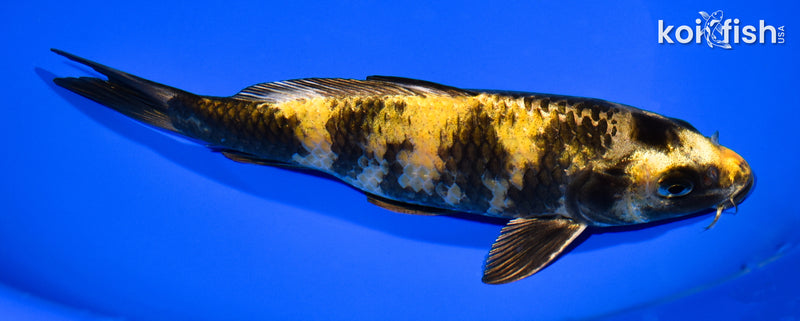7.75" KIN KI UTSURI