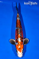 11.5" BENI KIKOKURYU