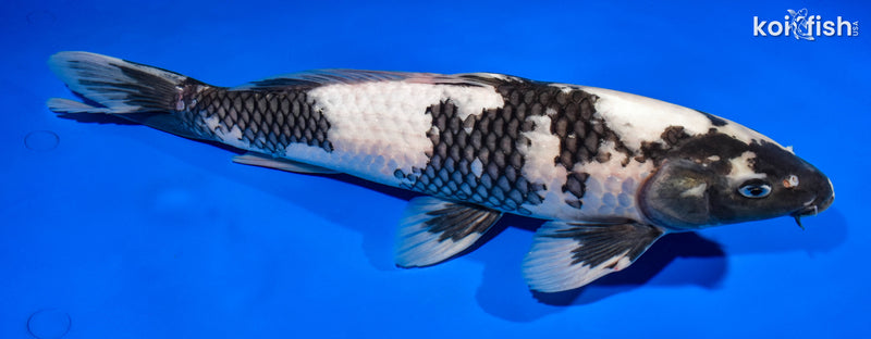 15.25" SHIRO UTSURI