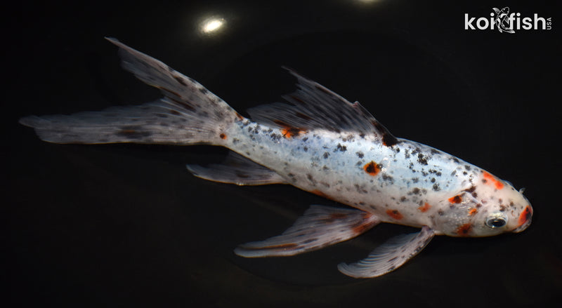 9" SHUBUNKIN GOLDFISH