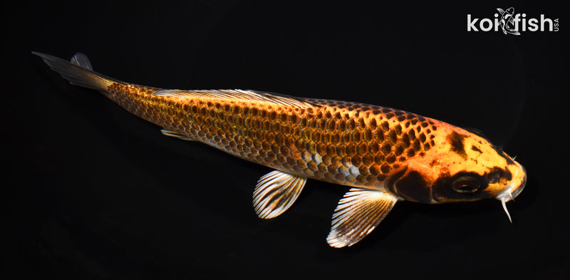 8" ORENJI MATSUBA