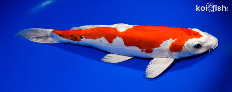 13.75" KIKUSUI