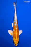 6.75" KUJAKU