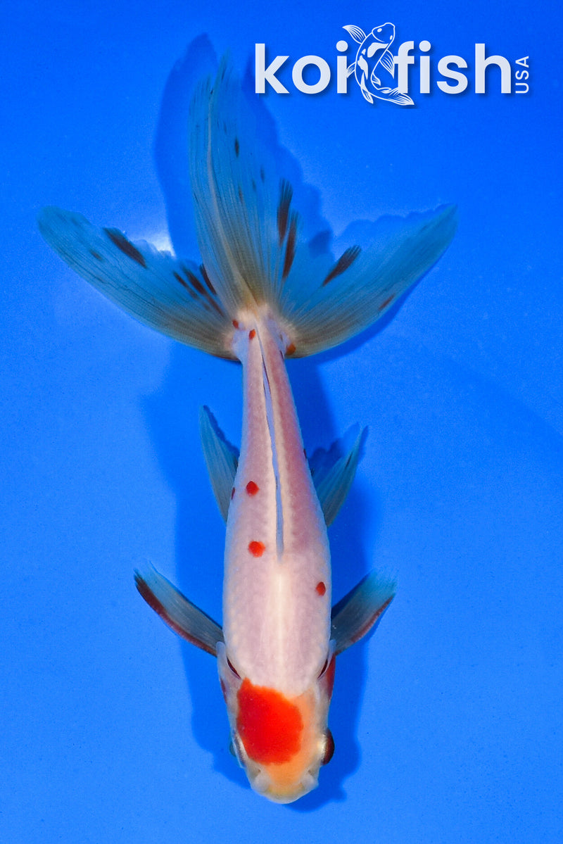 5.5" MARUTEN WAKIN GOLDFISH