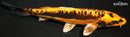 9.5" BENI KIKOKURYU
