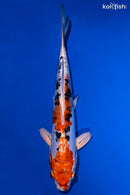 11.5" HEISEI NISHIKI