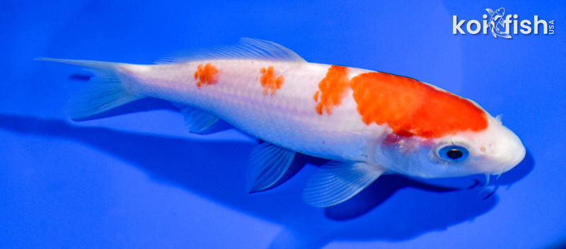 6" KOHAKU