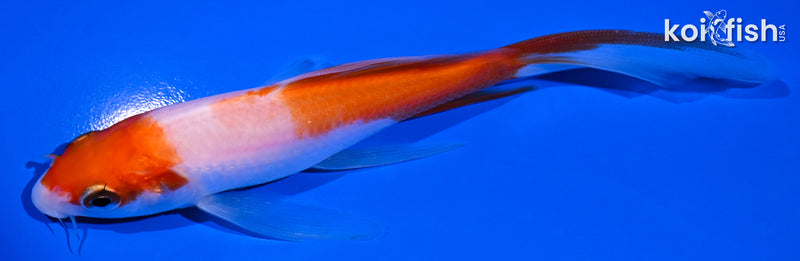5.25" KOHAKU BUTTERFLY