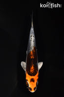 5.25" BENI KIKOKURYU