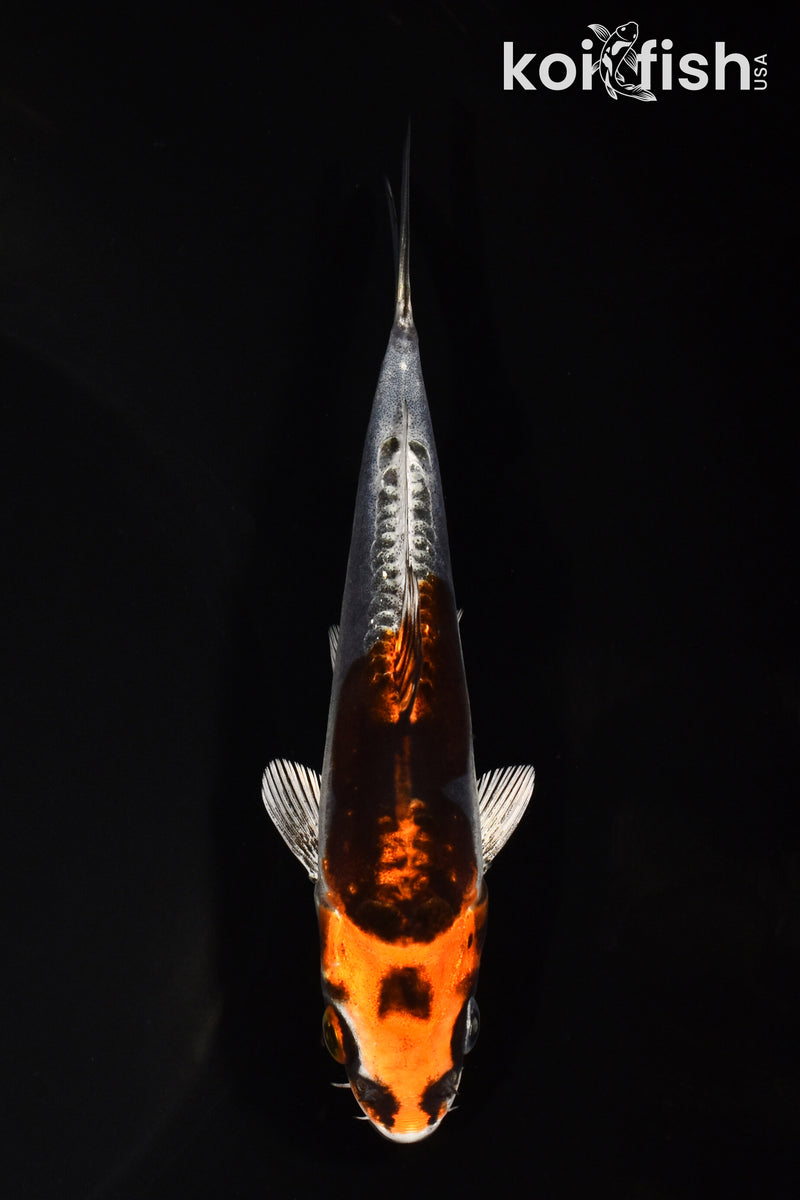 5.25" BENI KIKOKURYU