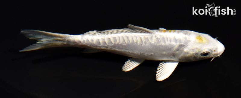 5.25" DOITSU HARIWAKE