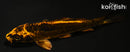 4.25" BENI KIKOKURYU