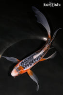 7.75" HI SHUSUI BUTTERFLY