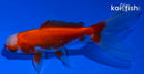 4" ORANDA GOLDFISH