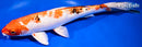 10.75" YAMATO NISHIKI