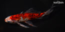 8.5" SHUBUNKIN GOLDFISH