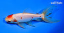 5.5" MARUTEN WAKIN GOLDFISH