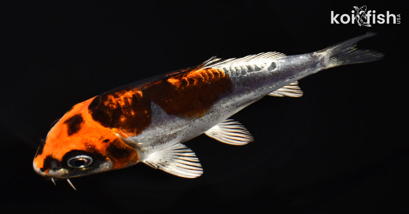 5.25" BENI KIKOKURYU