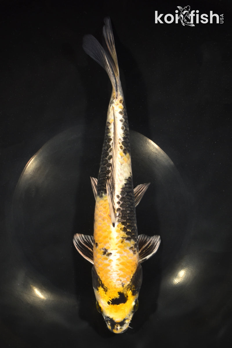 11.25" KIN KI SHOWA