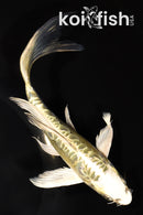 7.25" ARAGOKE KIN KIKOKURYU BUTTERFLY