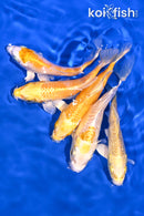 PACK OF (5) 4-5" STANDARD KOI