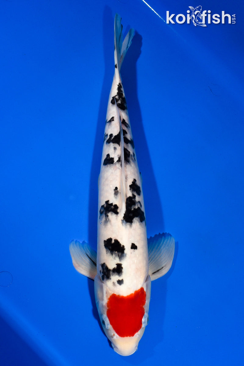 14.5" TANCHO SANKE