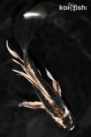 7.5" BENI KIKOKURYU BUTTERFLY