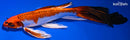 9.25" KUJAKU BUTTERFLY