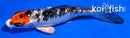4" GINRIN KUCHIBENI YAMATO NISHIKI