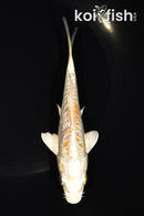 5.5" ARAGOKE LEMON HARIWAKE