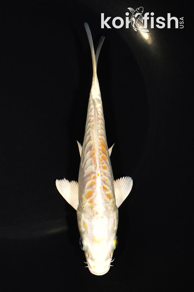 5.5" ARAGOKE LEMON HARIWAKE