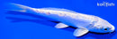 5.5" DOITSU PLATINUM OGON