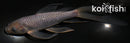 7.25" SORAGOI BUTTERFLY