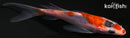 4.5" GOSHIKI BUTTERFLY