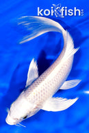 7.5" PLATINUM OGON BUTTERFLY