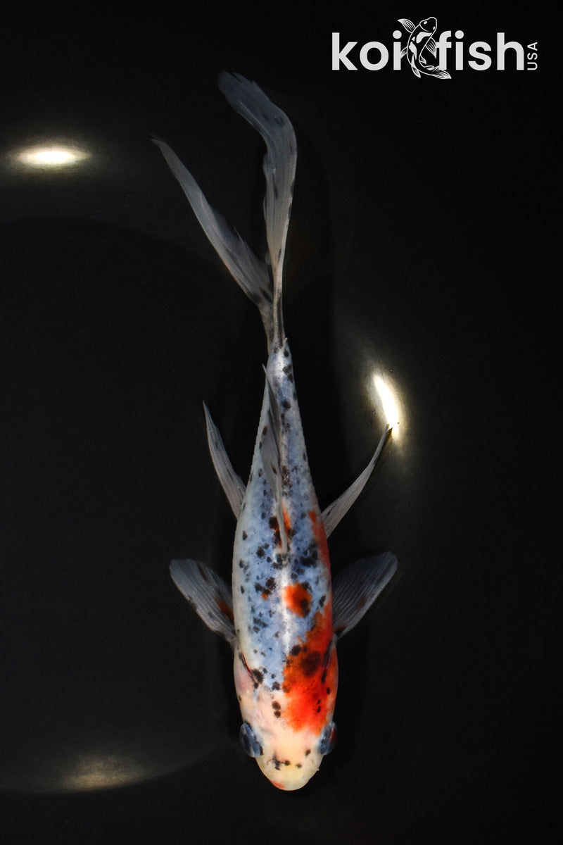 7.75" SHUBUNKIN GOLDFISH
