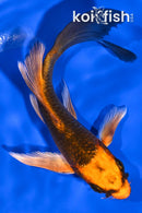 5" ORENJI MATSUBA BUTTERFLY