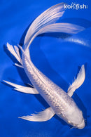 9" GINRIN PLATINUM OGON BUTTERFLY