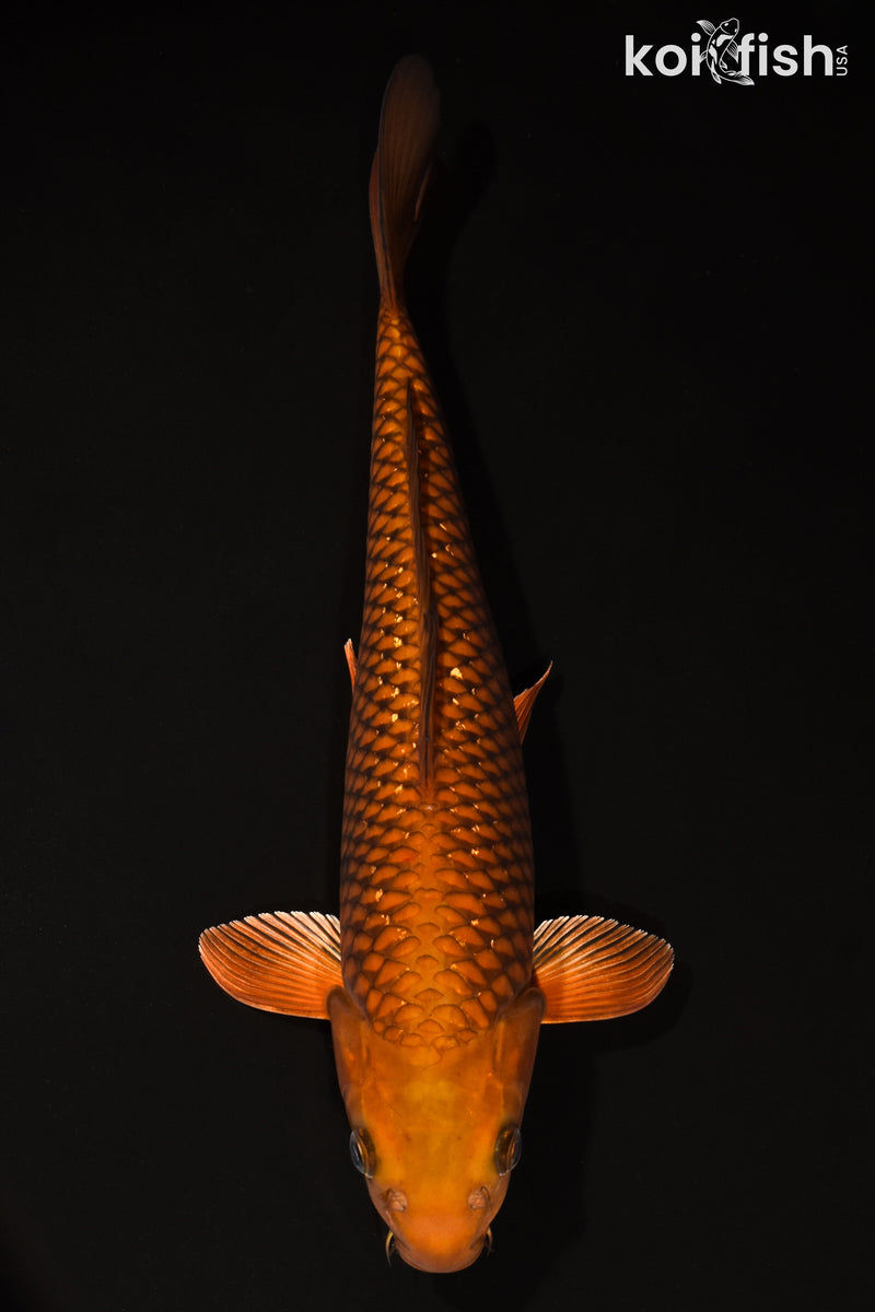 14.5" CHAGOI