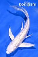 7" GINRIN PLATINUM OGON BUTTERFLY