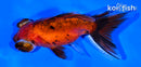 5" CALICO TELESCOPE FANTAIL GOLDFISH