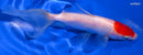 6" TANCHO WAKIN GOLDFISH