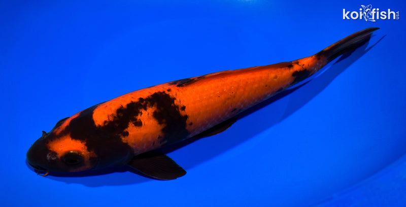 11" HI UTSURI