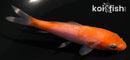 3.75" KOHAKU