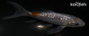 5" GINRIN OCHIBA SHIGURE BUTTERFLY
